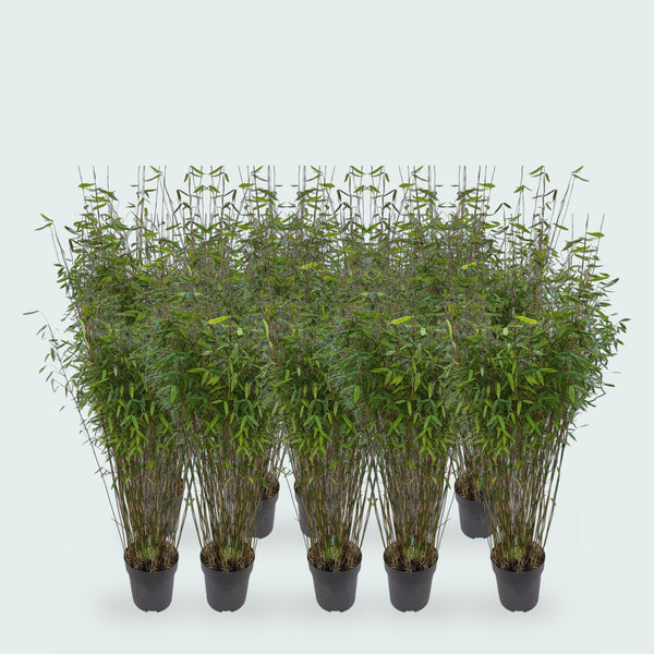 10 x Fargesia Nitida bamboe - 170 cm