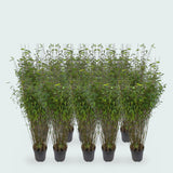10 x Fargesia Nitida bamboe - 170 cm