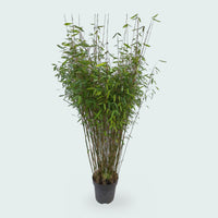 Fargesia Nitida bamboe - 170 cm