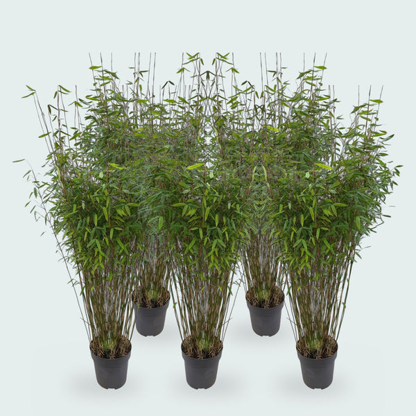 5 x Fargesia Nitida bamboe - 170 cm