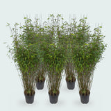 5 x Fargesia Nitida bamboe - 170 cm