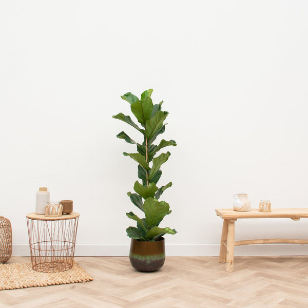 Ficus Lyrata struik XXL - 100cm