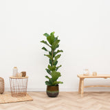 Product afbeelding 2