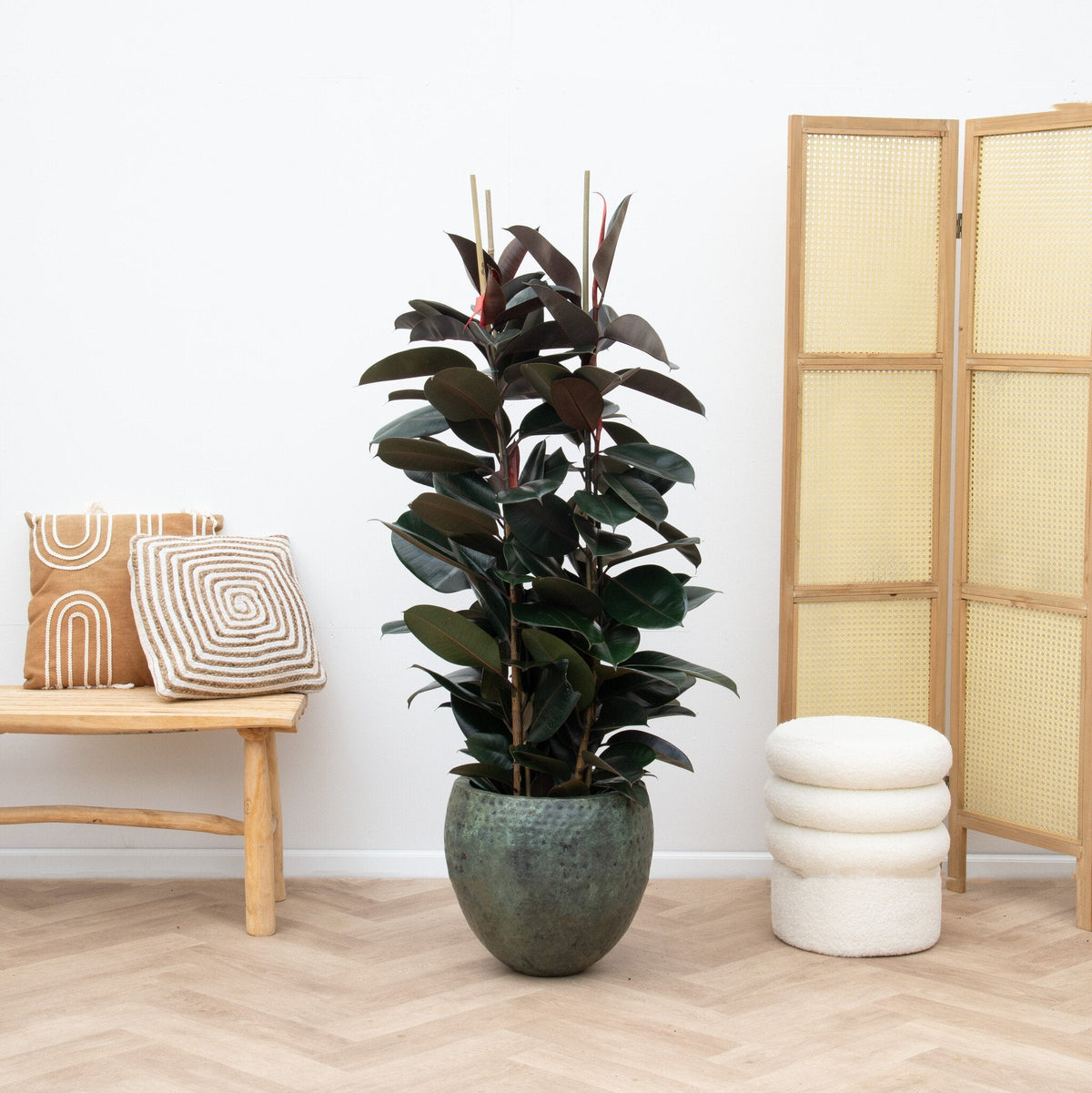 Ficus Elastica Robusta care verzorging - Green Bubble