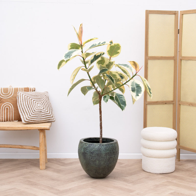 Pleje af Ficus Elastica Tineke verzorging - Green Bubble