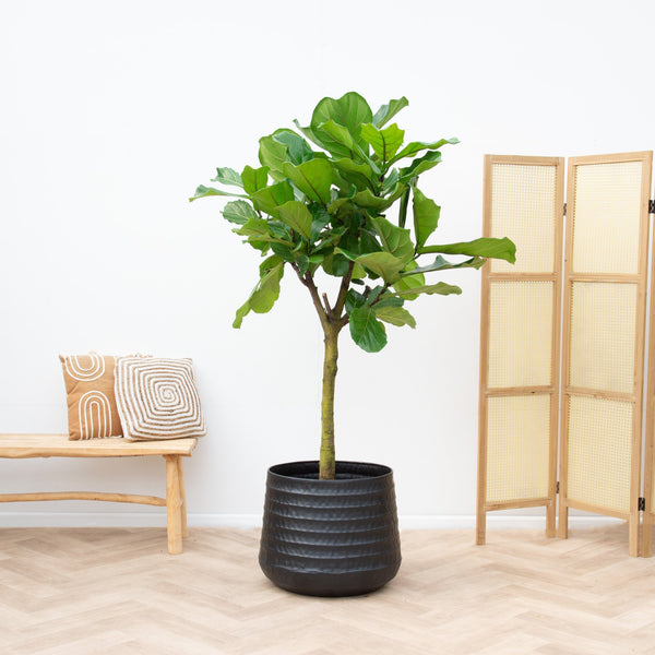 Ficus Lyrata Baum XXL - 220cm kopen bij Green Bubble