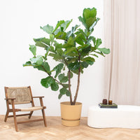 Ficus Lyrata ramificado XXXL - 275cm