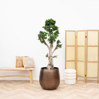 Ficus Microcarpa Ginseng - 180cm
