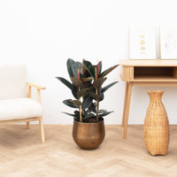 Ficus Abidjan struik - 100cm