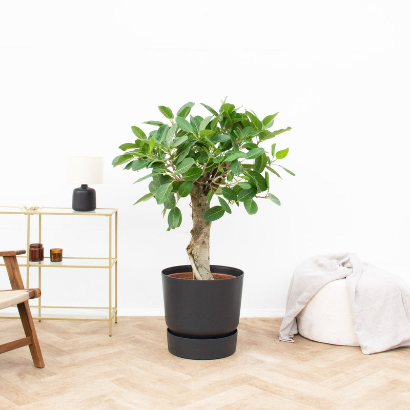 Ficus Benghalensis Audrey care verzorging - Green Bubble