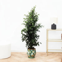 Ficus Benjamina Danielle - 180cm