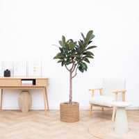 Ficus Elastica Burgundy op stam – 180cm