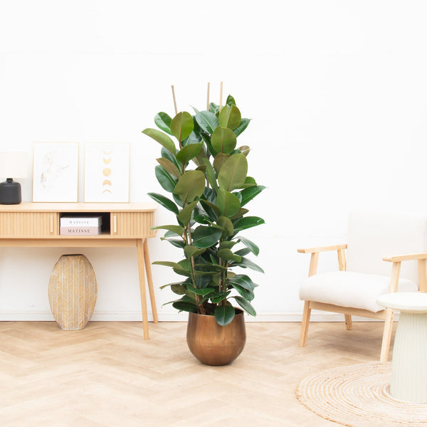 Ficus Robusta struik - 120cm kopen bij Green Bubble