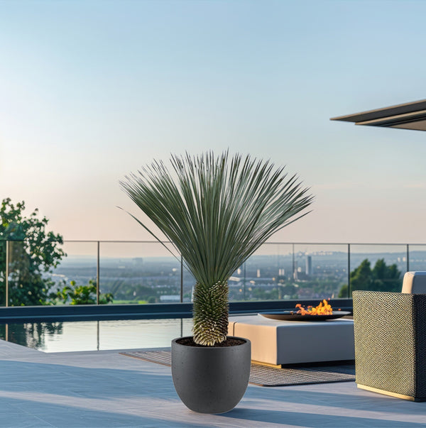 Yucca Rostrata - 170cm kopen bij Green Bubble