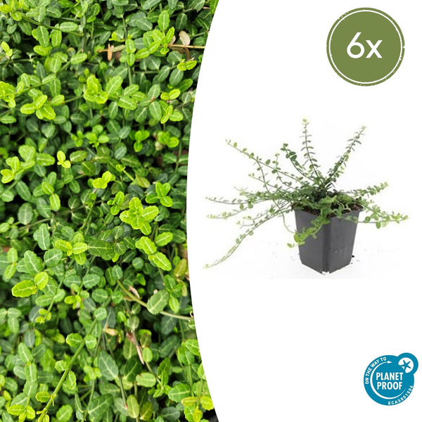 Euonymus fortunei 'Minimus' - 20cm kopen bij Green Bubble