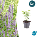 Product afbeelding 7