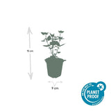 Product afbeelding 2