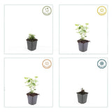 Product afbeelding 3
