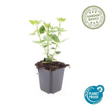 Product afbeelding 4