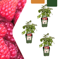 Bio-Himbeerpflanzen - 20cm