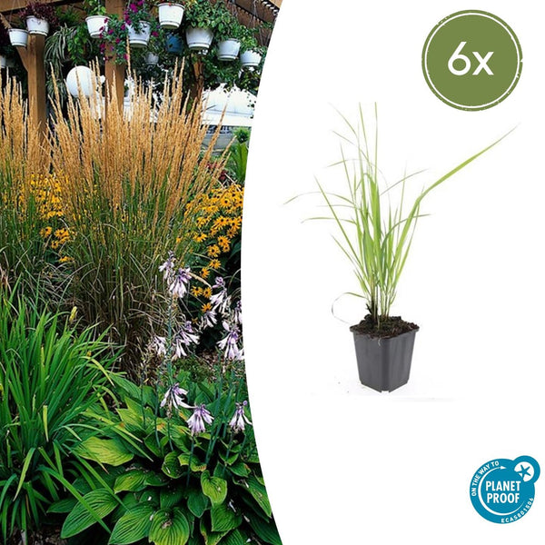 Calamagrostis acutiflora 'Karl Foerster' - 20cm kopen bij Green Bubble