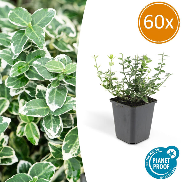 Euonymus 'Emerald 'n Gaity' - 20cm kopen bij Green Bubble