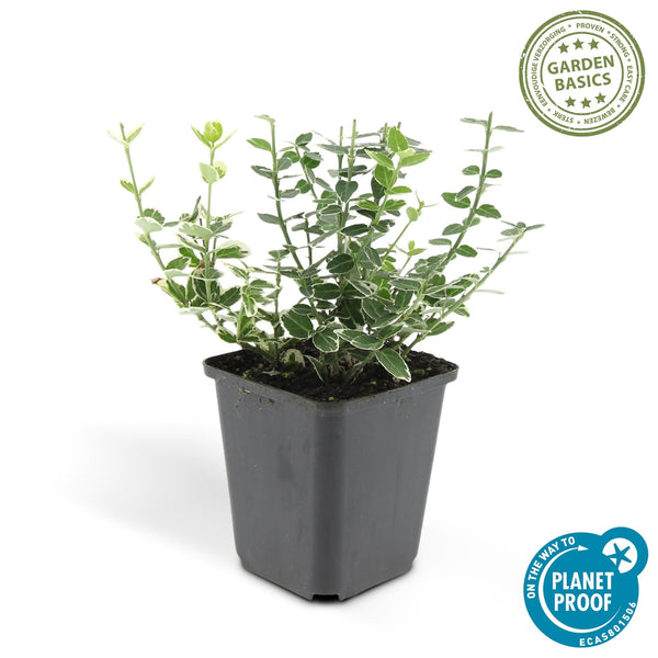 Euonymus 'Emerald 'n Gaity' - 20cm kopen bij Green Bubble