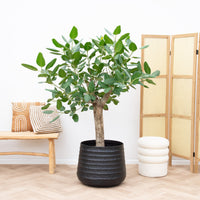 Ficus Benghalensis Baum Deluxe - 200cm