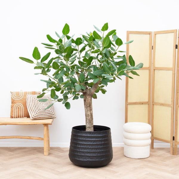 Ficus Benghalensis boom de luxe - 200cm kopen bij Green Bubble