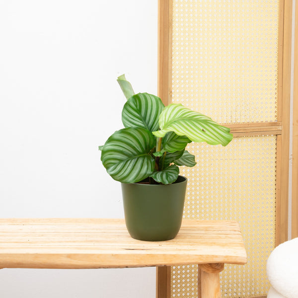 Calathea Orbifolia - 40cm kopen bij Green Bubble