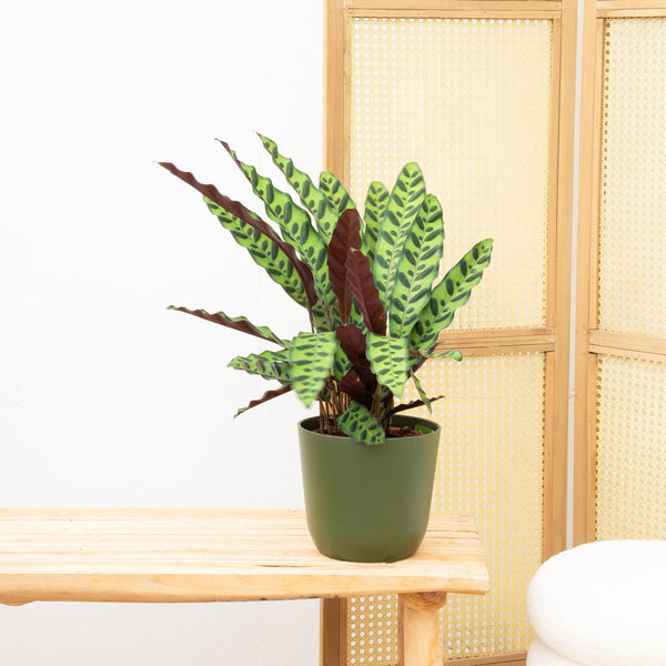 Calathea Insigne - 30cm kopen bij Green Bubble