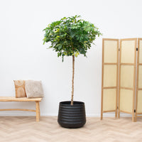 Schefflera Gold Capella på stilk - 210 cm