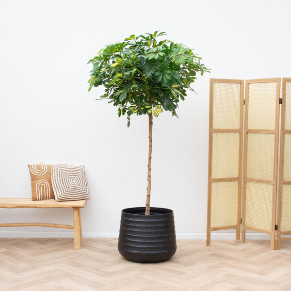 Schefflera Gold Capella auf Stamm - 210cm kopen bij Green Bubble