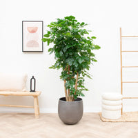 Radermachera Hainanensis - 220cm
