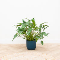 Philodendron Xanadu - 80cm