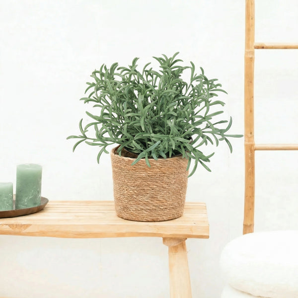 Kunst Helichrysum italicum - 18cm kopen bij Green Bubble