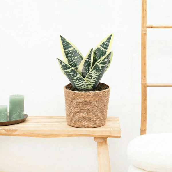 Kunst Sansevieria laurentii - 21cm kopen bij Green Bubble