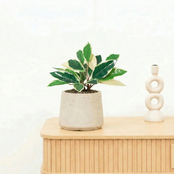 Kunst Hoya Variegata - 25cm kopen bij Green Bubble