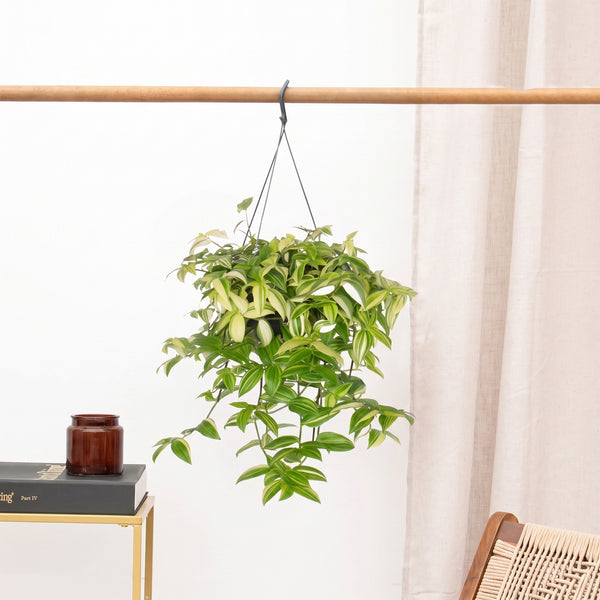 Tradescantia Yellow Hill hangplant - 40 cm kopen bij Green Bubble