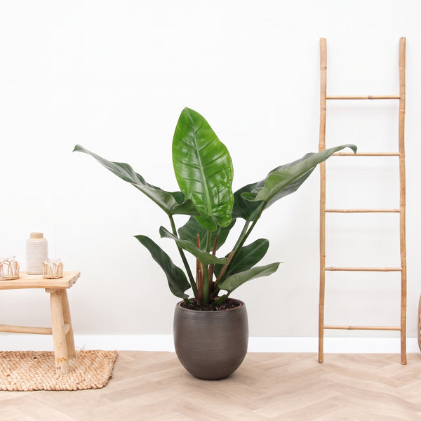 Philodendron Green Beauty - 60cm kopen bij Green Bubble