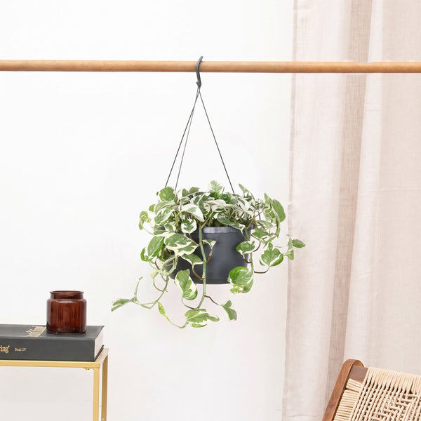 Epipremnum Njoy hangplant - 40 cm kopen bij Green Bubble