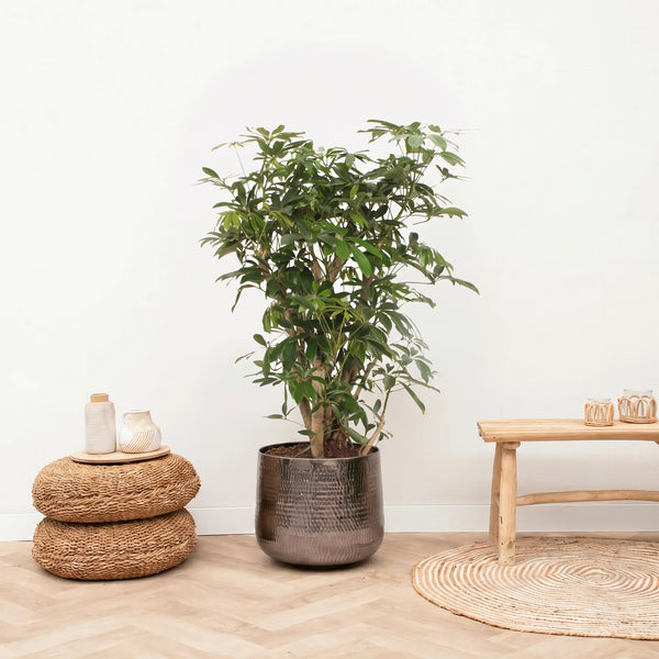 Schefflera Arboricola förgrenad buske – 120 cm kopen bij Green Bubble