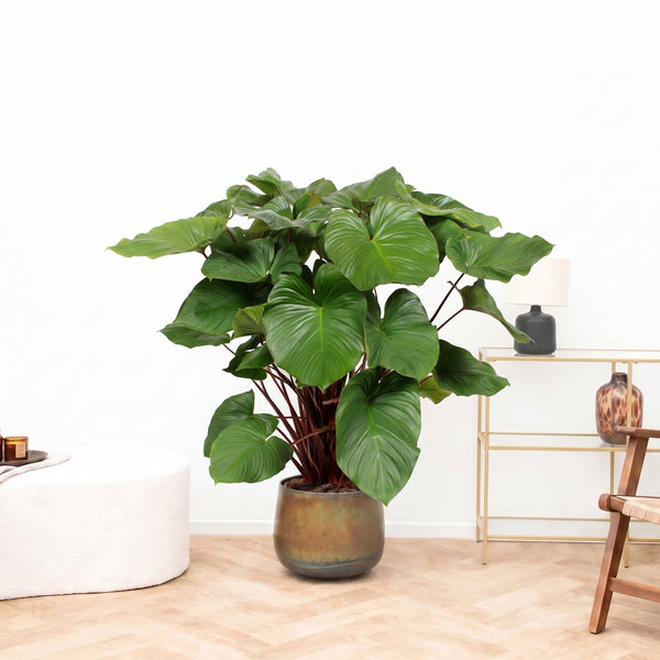 Homalomena rubescens 'Maggy' – 130 cm kopen bij Green Bubble