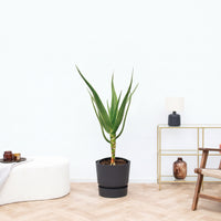 Aloë Alborescens på stam – 100 cm