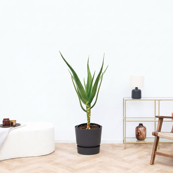 Aloë Alborescens på stamme - 100 cm kopen bij Green Bubble