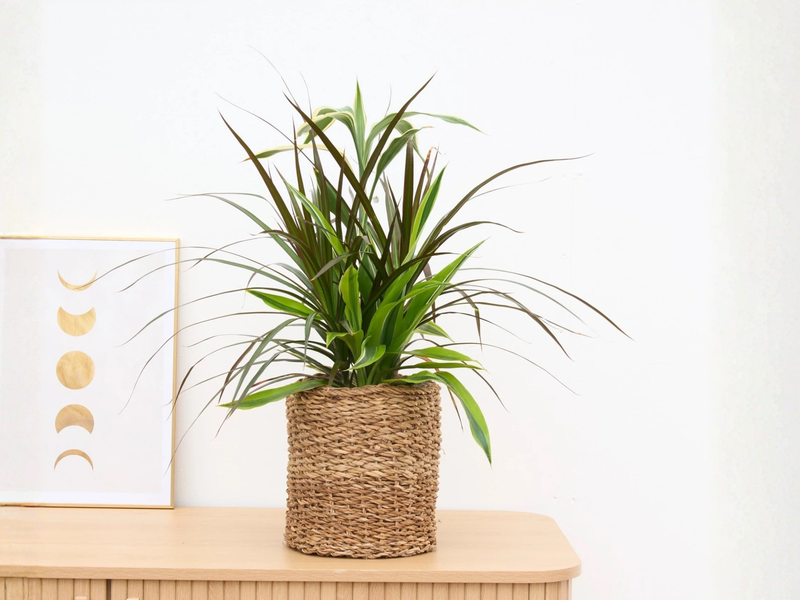 Entretien du Dracaena verzorging - Green Bubble
