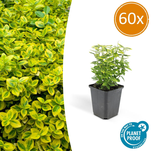 Euonymus Fortunei 'Emerald 'n Gold' - 20cm kopen bij Green Bubble