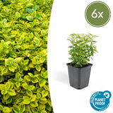 Product afbeelding 1