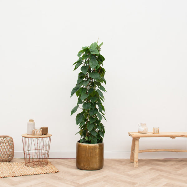 Philodendron Scandens netstativ - 170 cm kopen bij Green Bubble