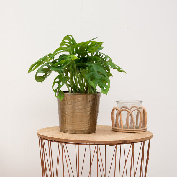 Combi deal - Monstera Monkey Leaf inclusief pot Dustin Gold - 25cm kopen bij Green Bubble